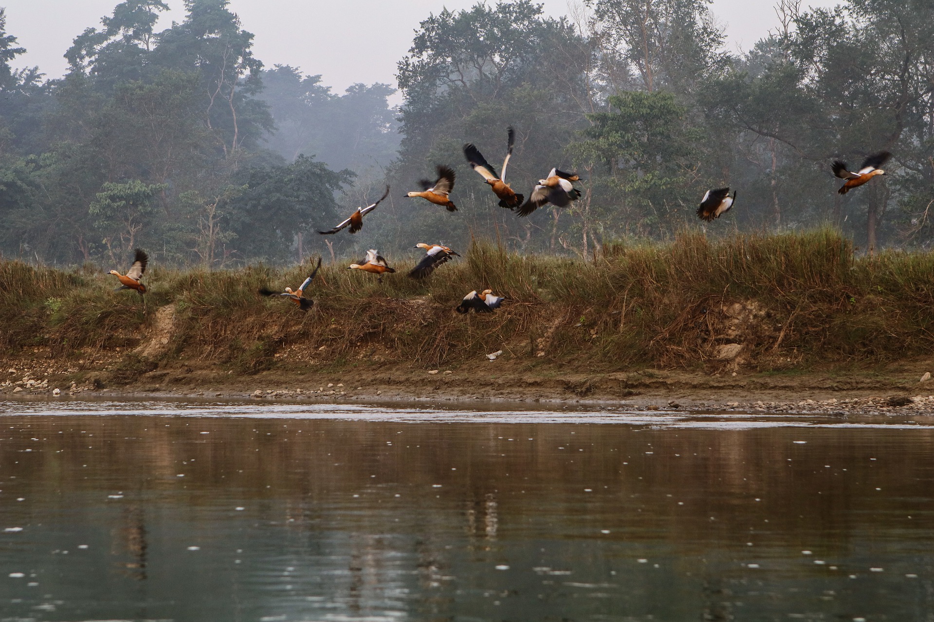Bird watching, Bird Watching in Chitwan National Park, Jungle Safari, Chitwan Jungle Safari